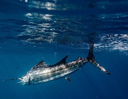 Swordfish in the water.