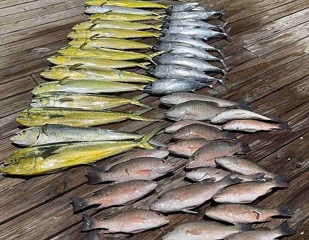 Fish on dock